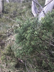 Persoonia subvelutina