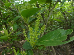 Antidesma ghaesembilla