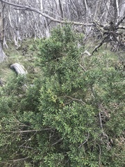 Persoonia subvelutina