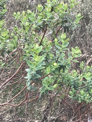 Pimelea ligustrina ciliata