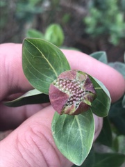 Pimelea ligustrina ciliata