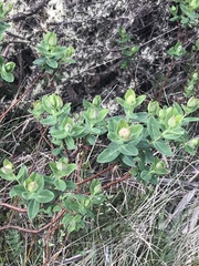 Pimelea ligustrina ciliata