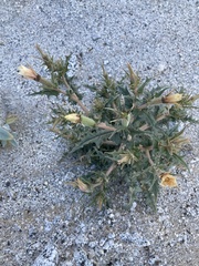 Mentzelia hirsutissima