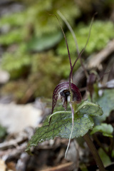Corybas acuminatus
