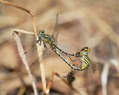 Austrogomphus australis