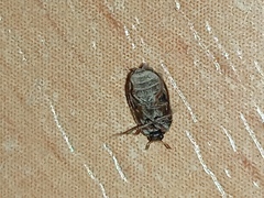 Attagenus