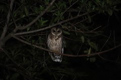 Strix virgata