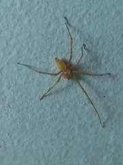 Olios