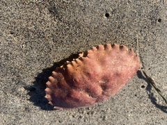 Metacarcinus anthonyi