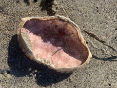 Metacarcinus anthonyi