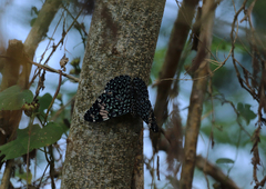 Hamadryas amphinome mazai