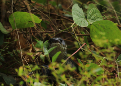 Drymarchon melanurus