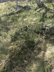 Podocarpus lawrencei