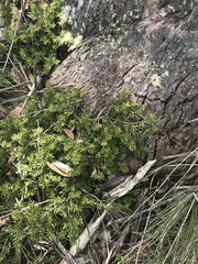 Podocarpus lawrencei