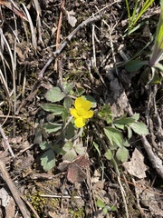 Waldsteinia fragarioides