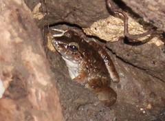 Limnonectes macrodon