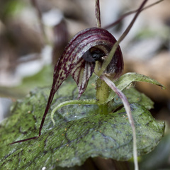 Corybas acuminatus