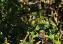 Empidonax difficilis