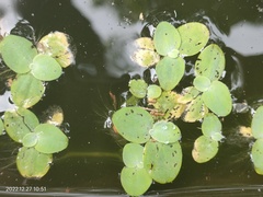 Pistia
