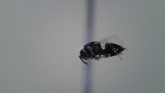 Eurytomidae