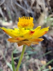 Xerochrysum bicolor