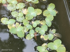 Pistia