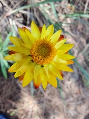 Xerochrysum bicolor