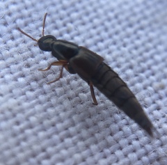 Raphirus
