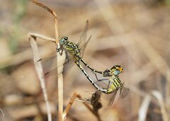 Austrogomphus australis