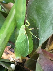 Cystosoma saundersii