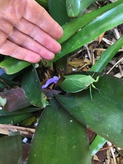 Cystosoma saundersii