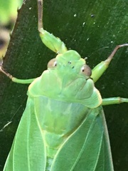 Cystosoma saundersii
