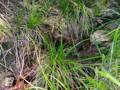 Tachyglossus aculeatus setosus