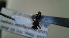 Hylaeus leptocephalus