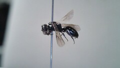 Hylaeus leptocephalus