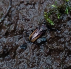 Notiophilus sylvaticus