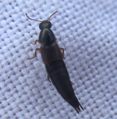 Raphirus