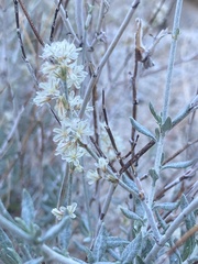 Eriogonum wrightii nodosum