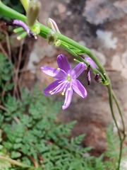 Caesia calliantha