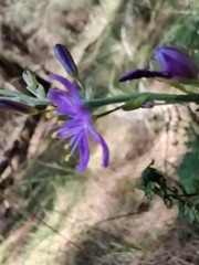 Caesia calliantha