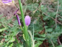 Caesia calliantha