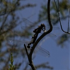 Tramea loewii