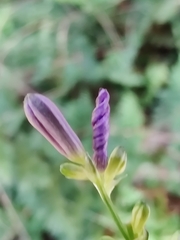 Caesia calliantha