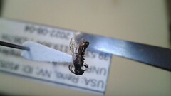 Hylaeus leptocephalus