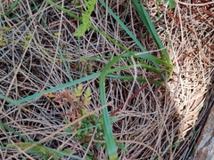 Caesia calliantha