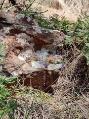 Caesia calliantha