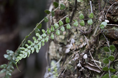 Blechnum filiforme