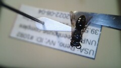 Hylaeus leptocephalus