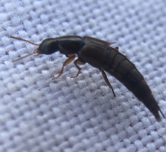 Raphirus