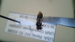 Hylaeus leptocephalus